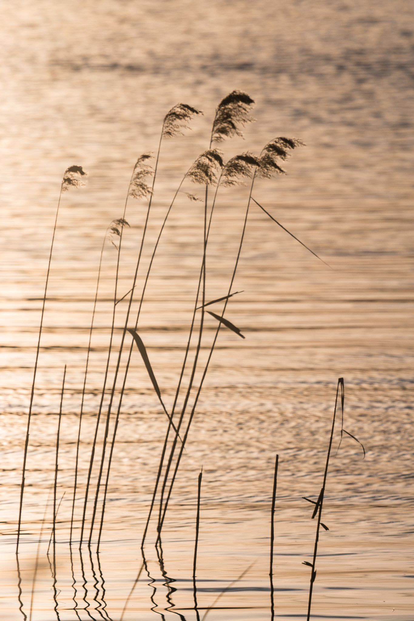 Canon EF 70-200mm F4L IS USM sample photo. Workshop torbiere photography