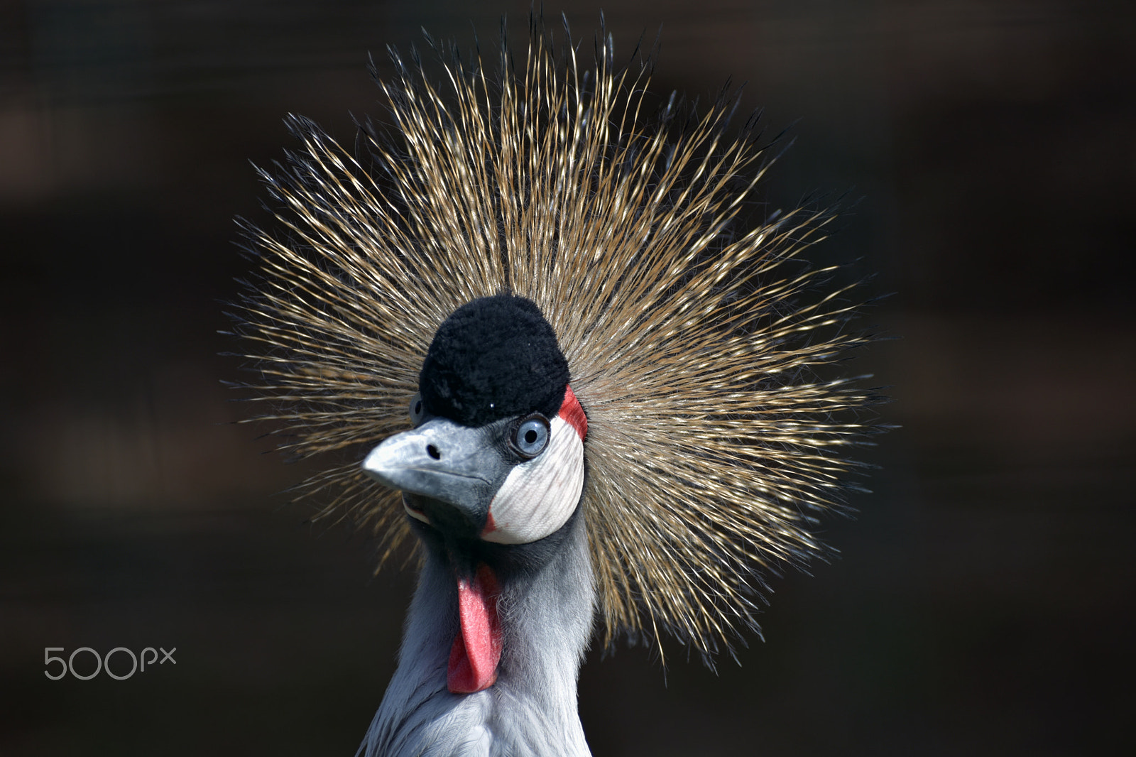 Sigma 50mm F2.8 EX DG Macro sample photo. Parco delle cornelle photography