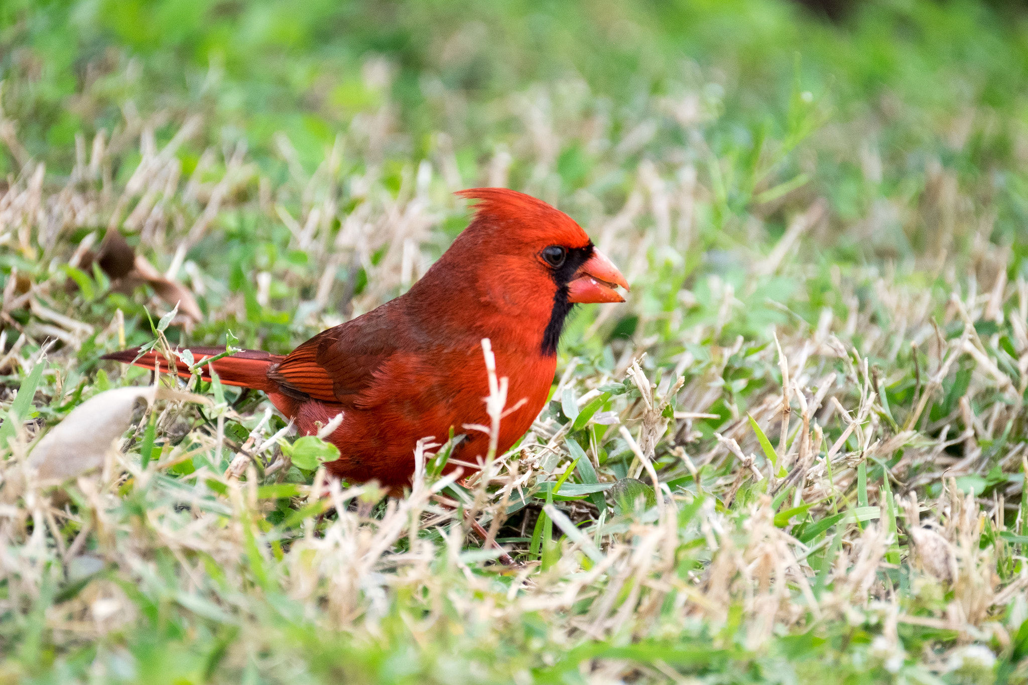 XF100-400mmF4.5-5.6 R LM OIS WR + 1.4x sample photo. _dsf1781.jpg photography