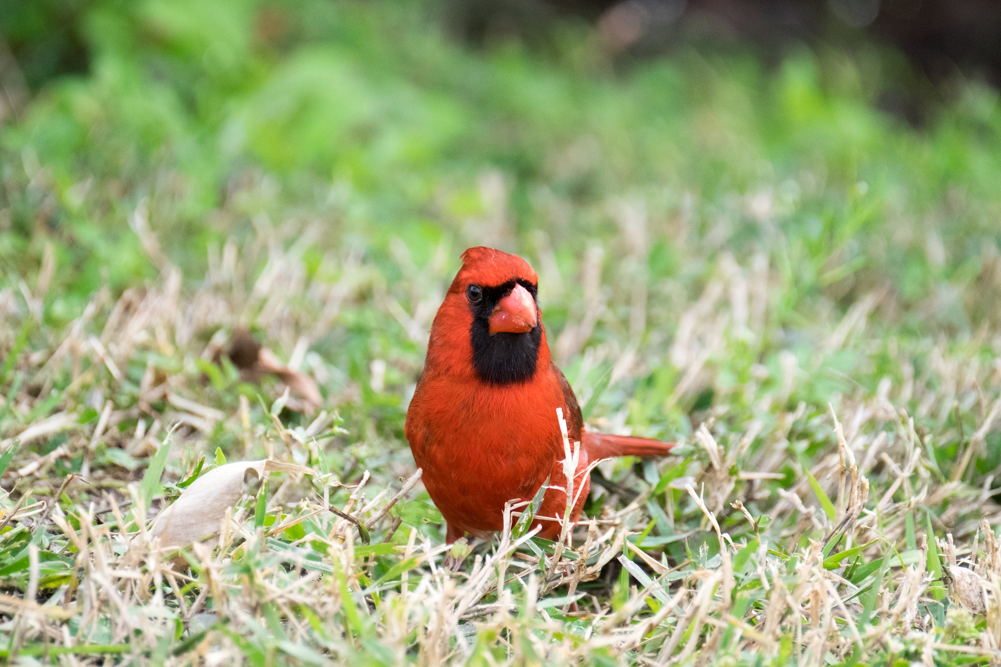 Fujifilm X-T1 + XF100-400mmF4.5-5.6 R LM OIS WR + 1.4x sample photo. _dsf1783.jpg photography