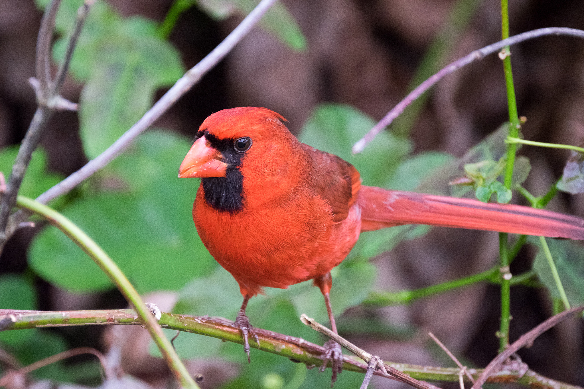 XF100-400mmF4.5-5.6 R LM OIS WR + 1.4x sample photo. _dsf1806.jpg photography