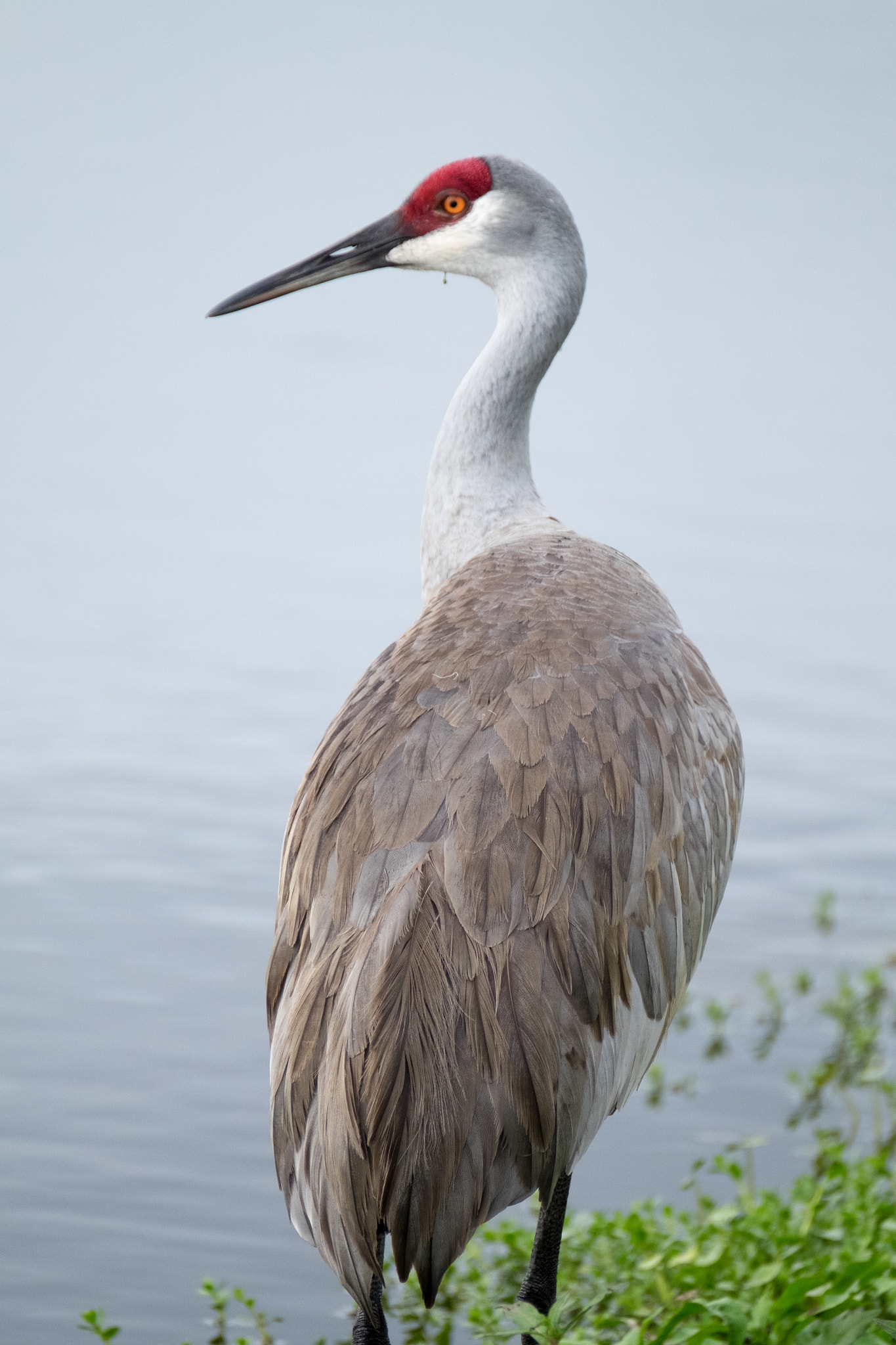 XF100-400mmF4.5-5.6 R LM OIS WR + 1.4x sample photo. _dsf1816.jpg photography