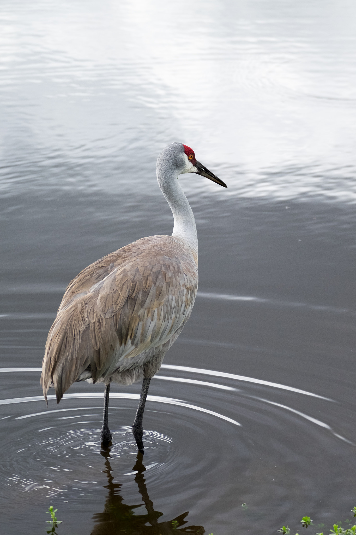 XF100-400mmF4.5-5.6 R LM OIS WR + 1.4x sample photo. _dsf1822.jpg photography