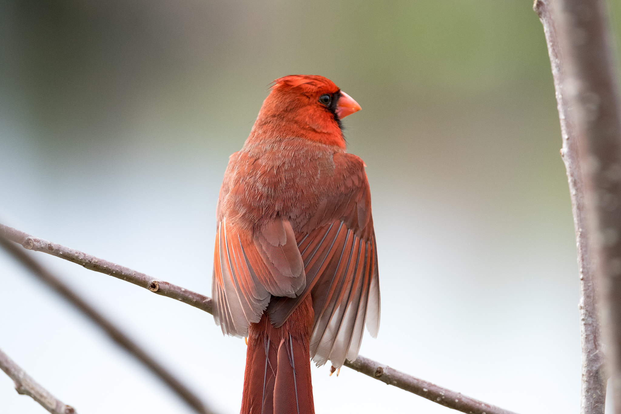 XF100-400mmF4.5-5.6 R LM OIS WR + 1.4x sample photo. _dsf1824.jpg photography
