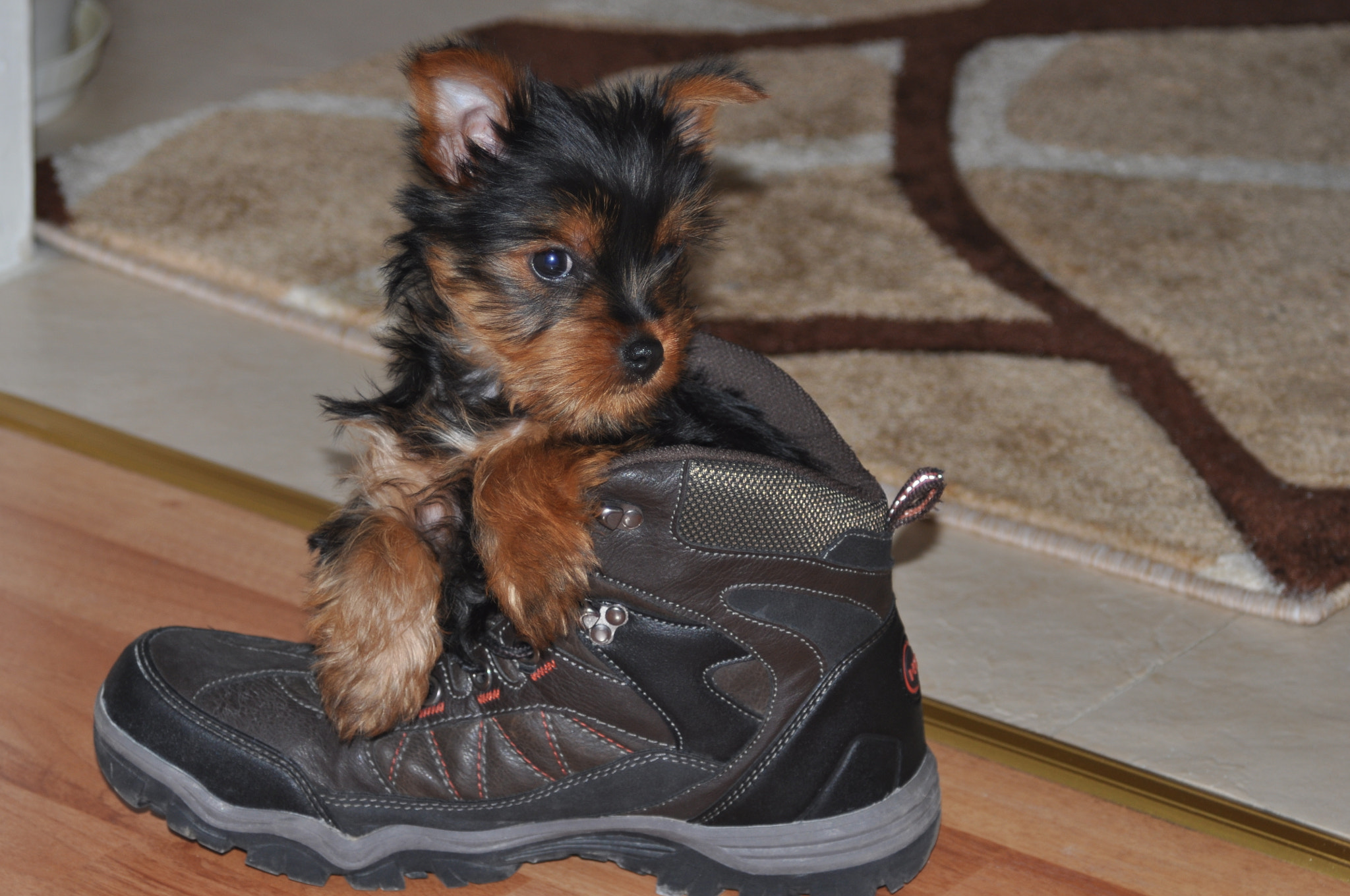 AF Zoom-Nikkor 28-100mm f/3.5-5.6G sample photo. My dog has a vehicle photography