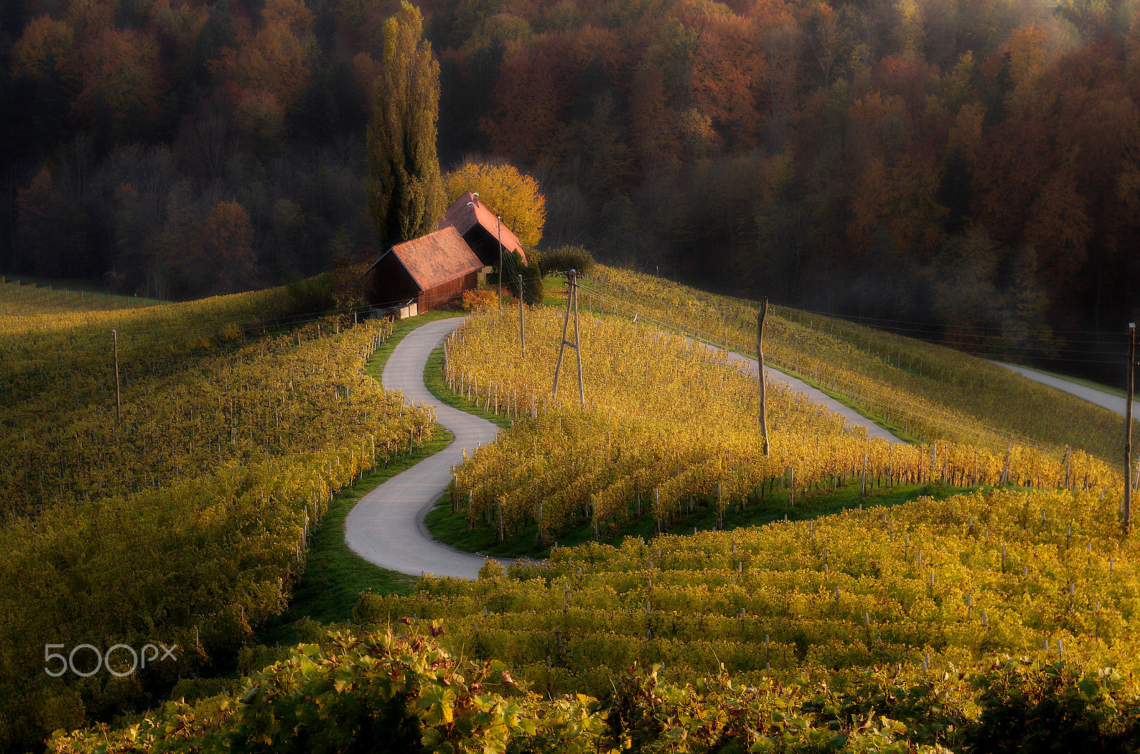 Pentax smc DA 18-55mm F3.5-5.6 AL sample photo. Heart among vineyards photography