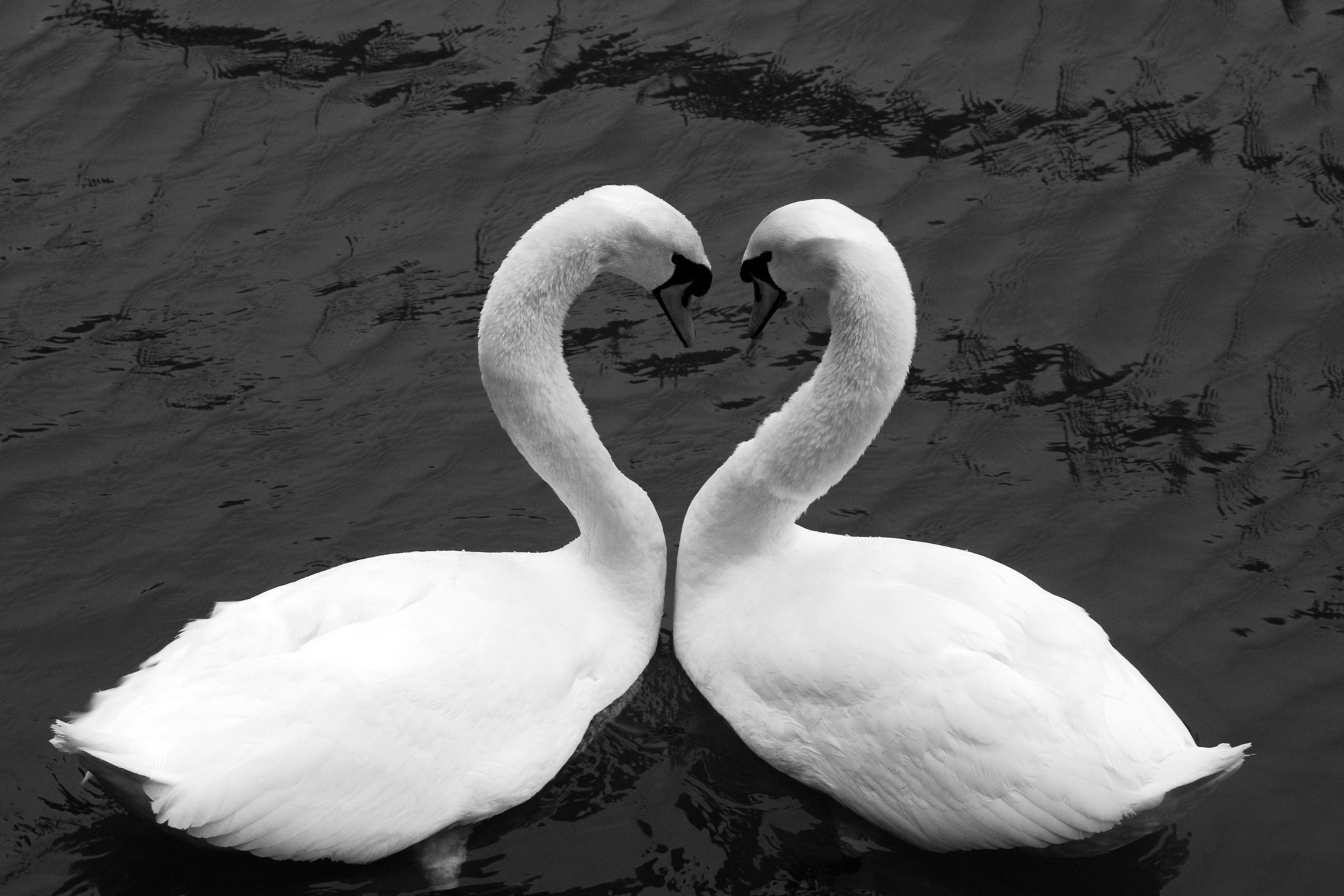 Nikon D40X sample photo. Swan(love)song photography