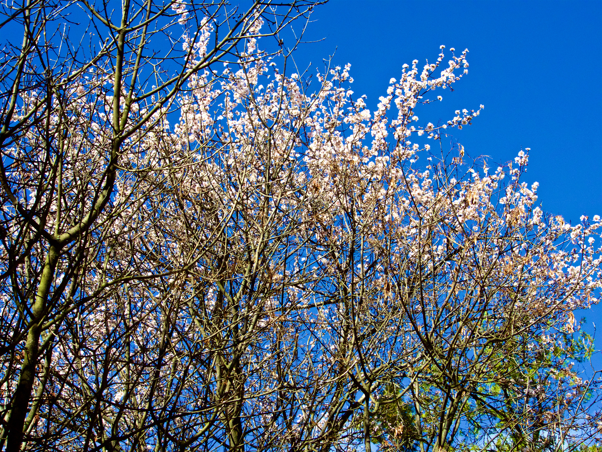 Panasonic Lumix DMC-GH4 sample photo. Парк Аязмото Стара Загора photography