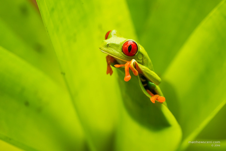 Canon EOS-1D Mark IV sample photo. Red eyed tree frog photography