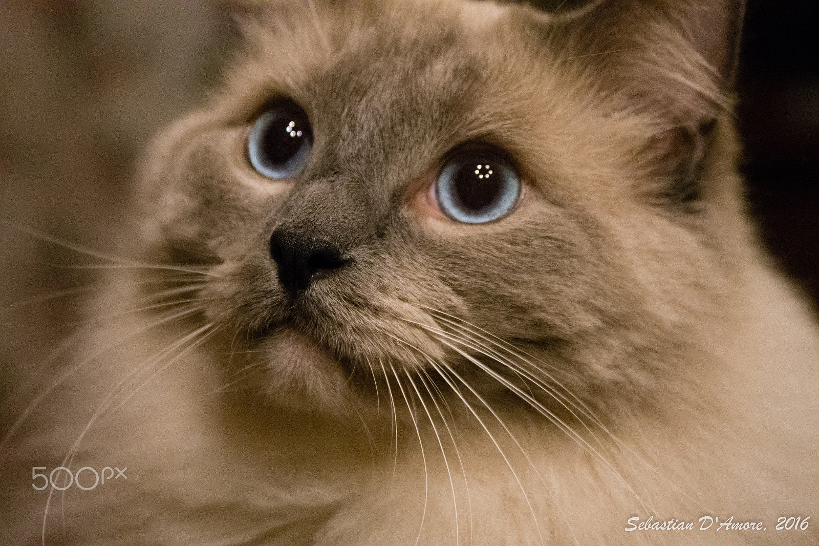 Sigma 17-70mm F2.8-4 DC Macro OS HSM | C sample photo. Is it over ? photography