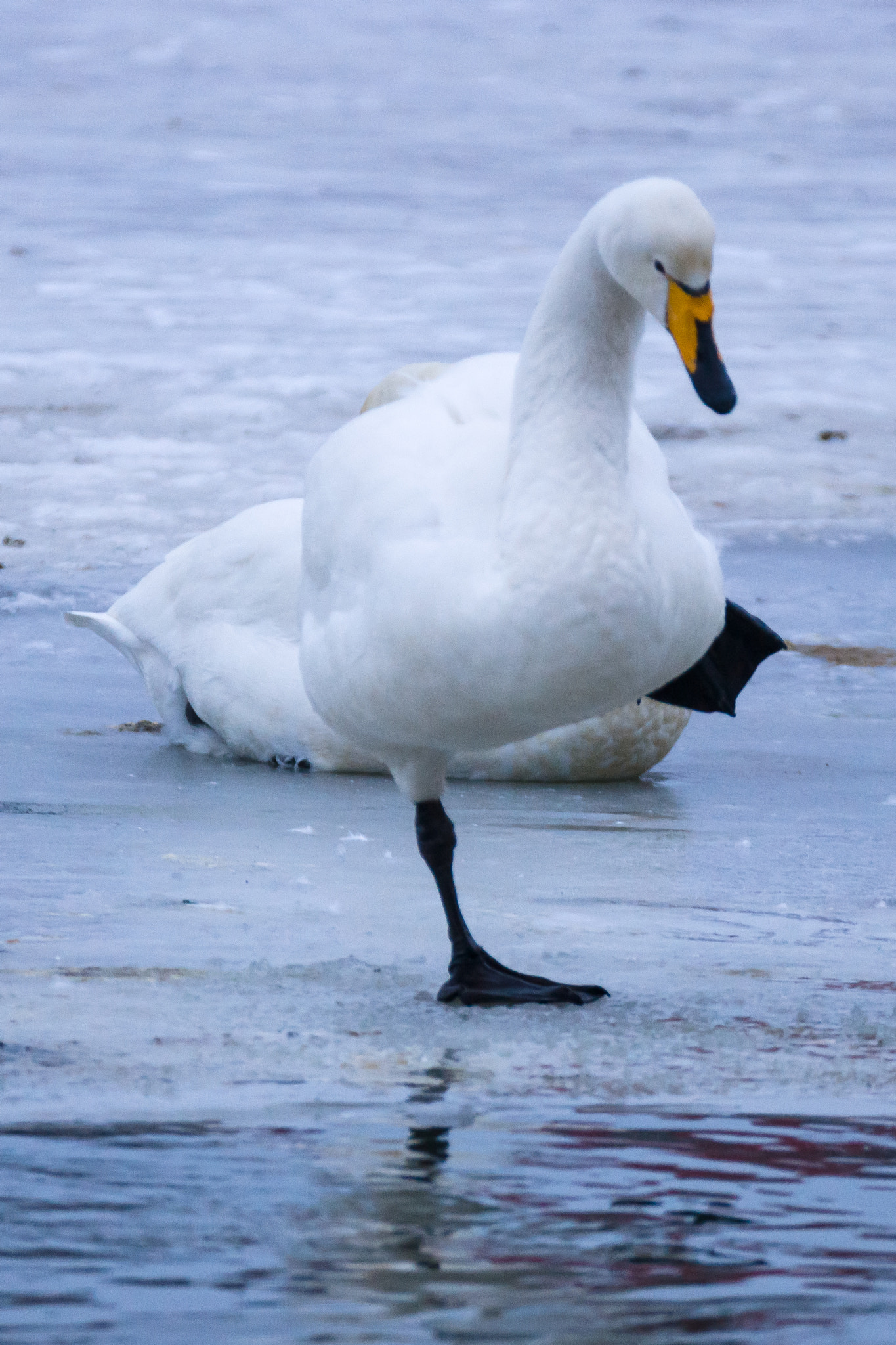 Sony 70-300mm F4.5-5.6 G SSM sample photo. Whooper swan photography