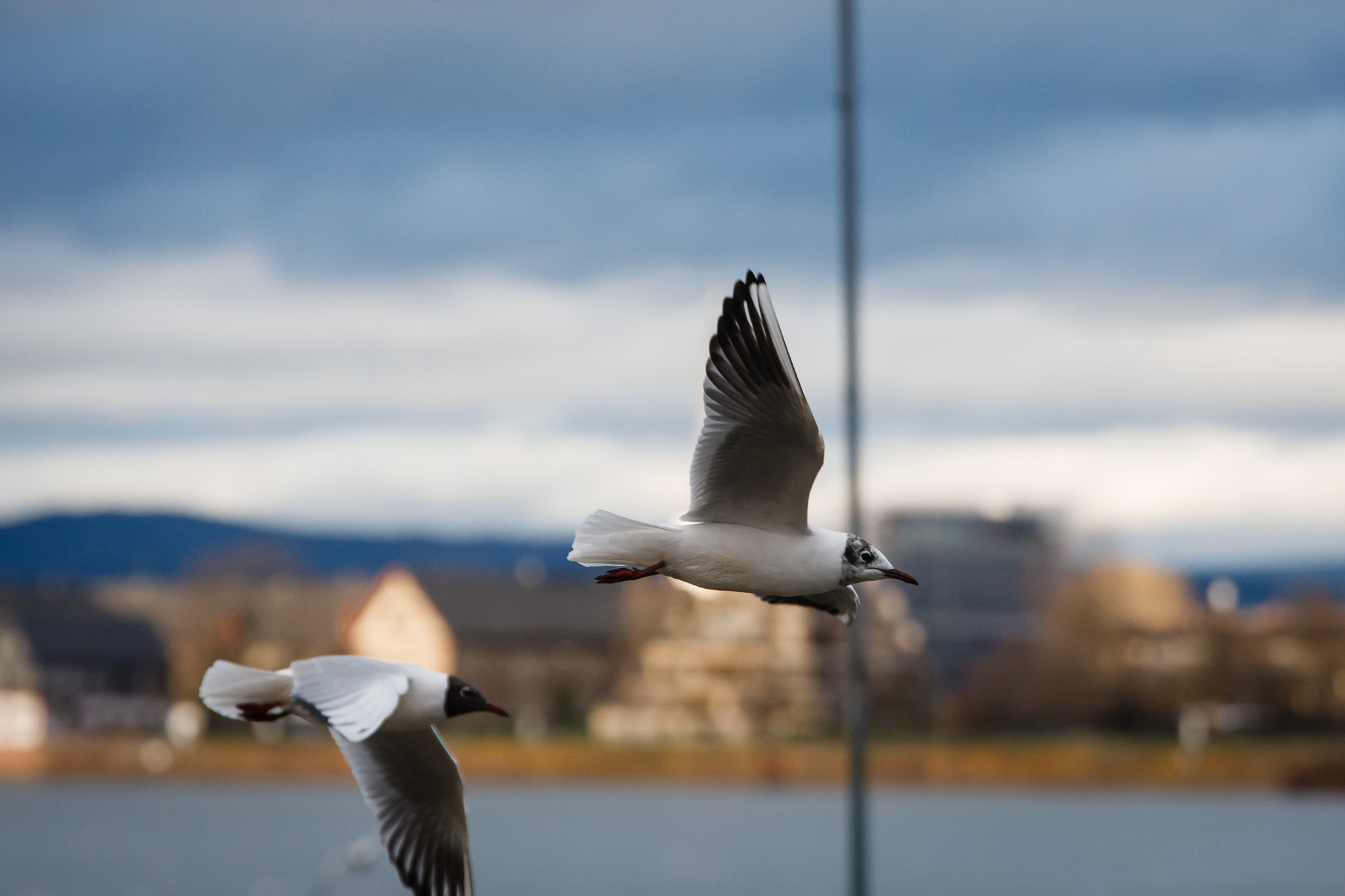 Canon EOS-1D Mark III sample photo. Bird in flight photography