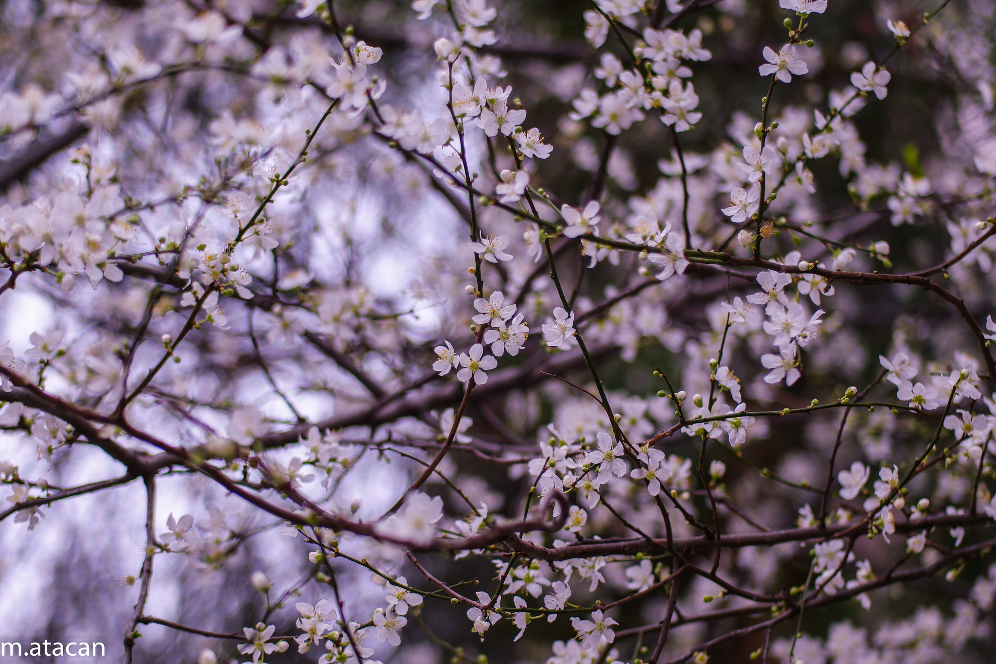 Samsung NX 45mm F1.8 sample photo. 2016 first blossom at istanbul photography