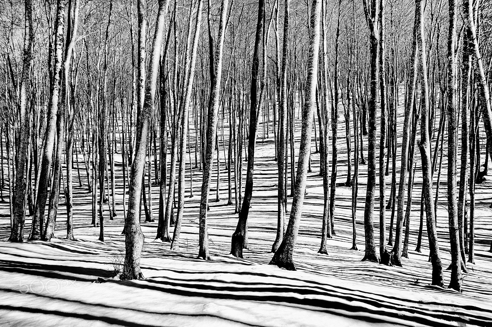 AF Zoom-Nikkor 24-120mm f/3.5-5.6D IF sample photo. Intrecci photography
