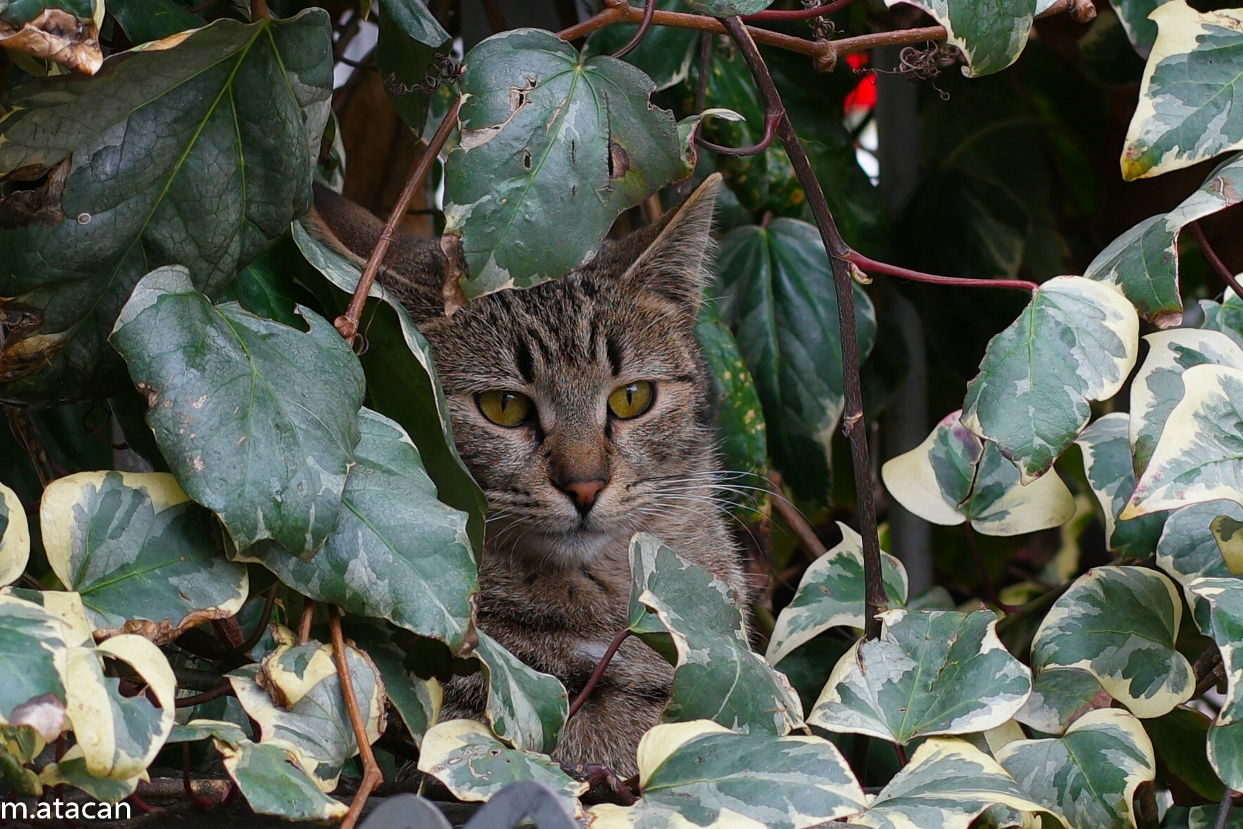 Samsung NX 45mm F1.8 sample photo. Cat hide between leaves photography