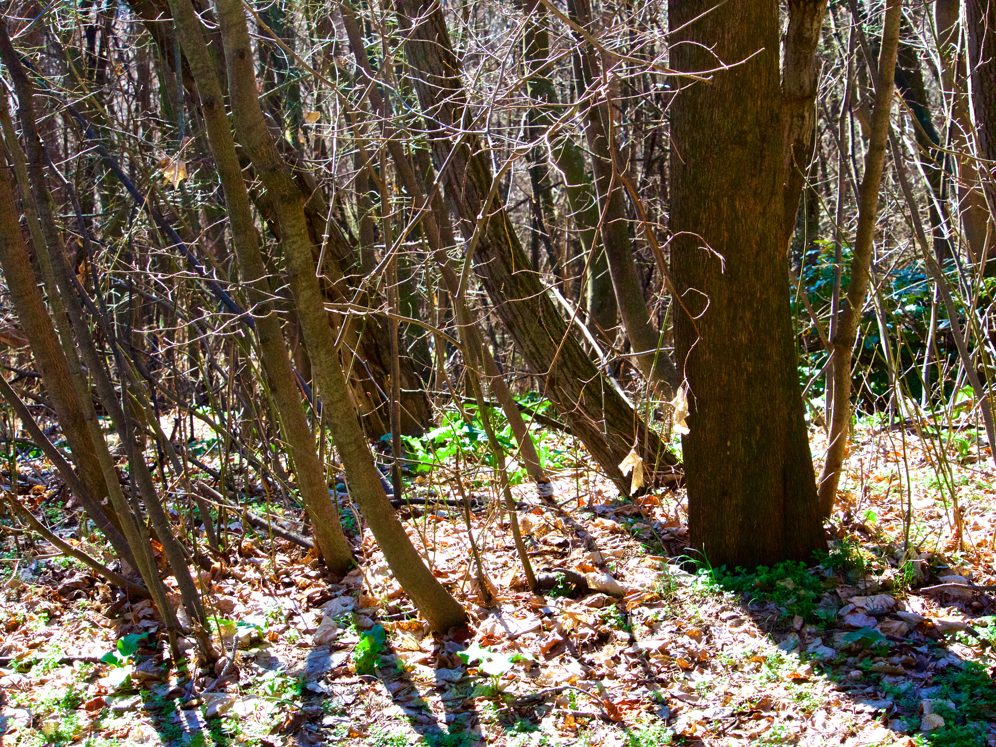 Panasonic Lumix DMC-GH4 sample photo. Парк Аязмото Стара Загора photography