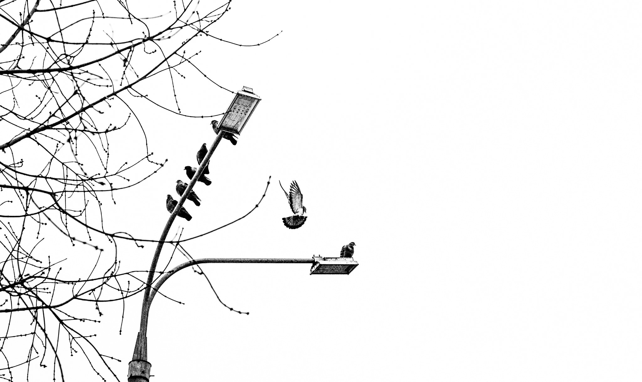 Sony Alpha DSLR-A500 + Sony 50mm F1.4 sample photo. Minimal  bw photography