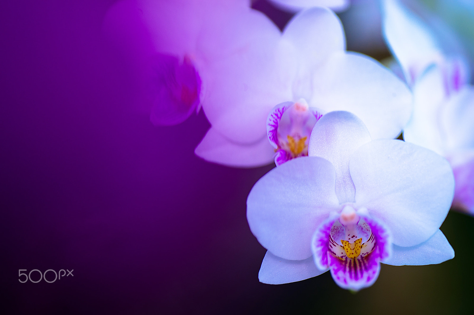 Nikon Df sample photo. Purple photography