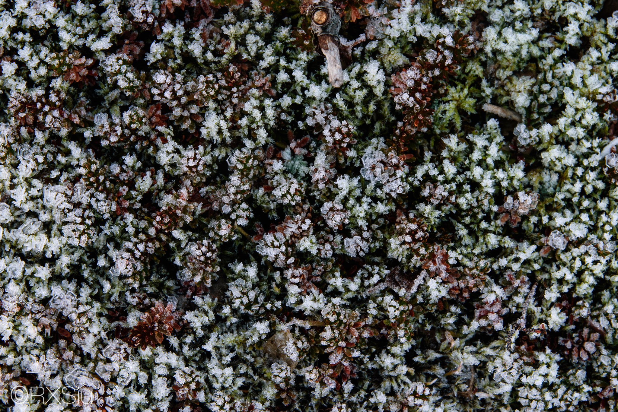 Sigma 17-70mm F2.8-4 DC Macro OS HSM sample photo. Crystal garden photography