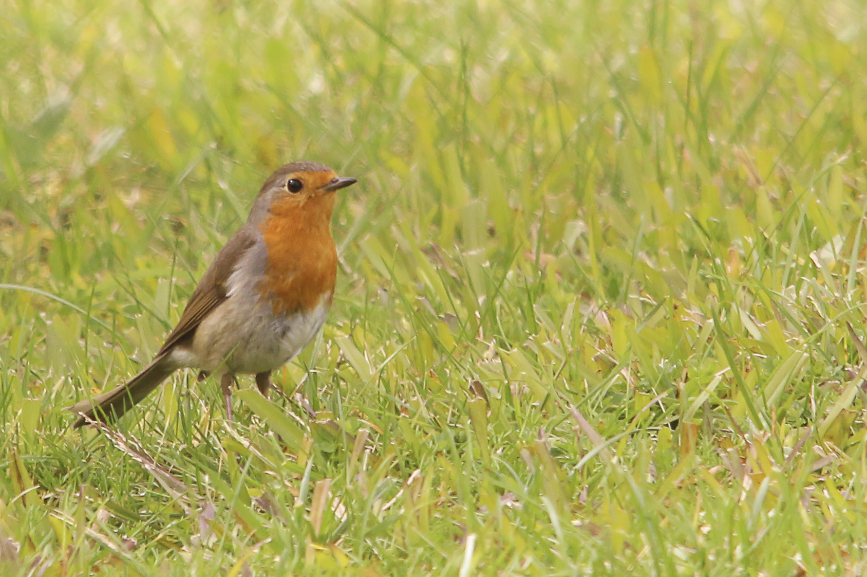 Sigma 150-500mm F5-6.3 DG OS HSM sample photo. Robin photography