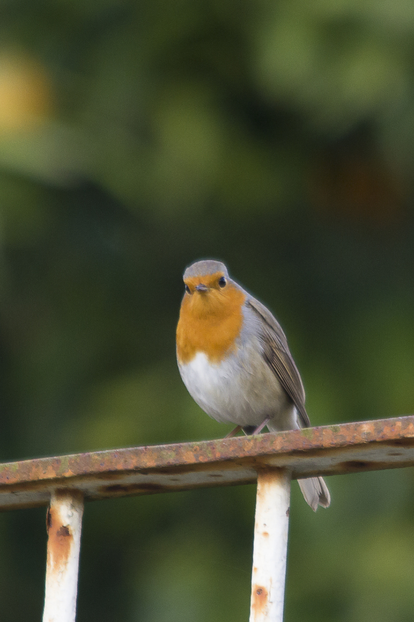 Sigma 150-500mm F5-6.3 DG OS HSM sample photo. Robin photography