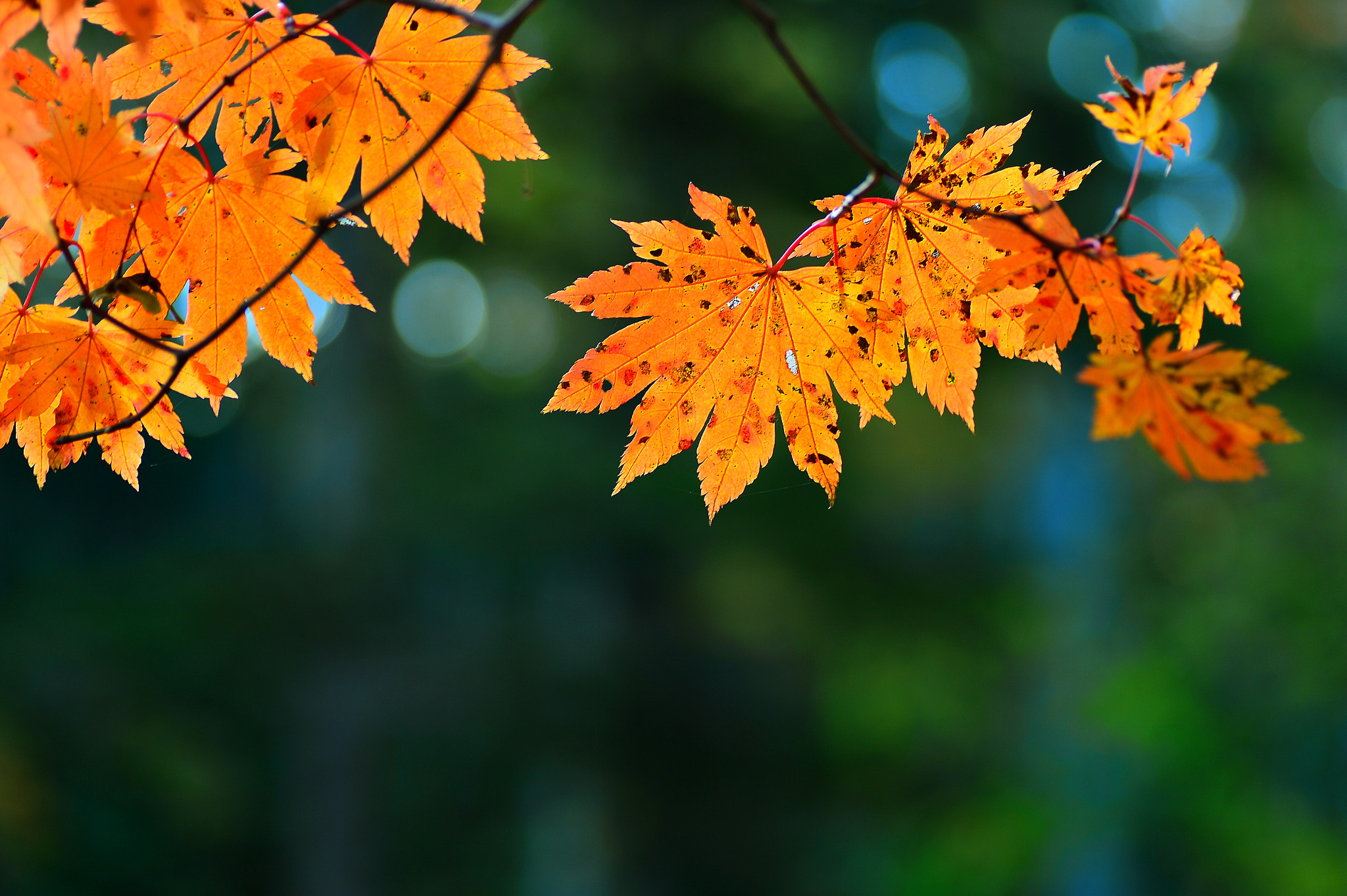 Nikon Df sample photo. Autumn leaves photography