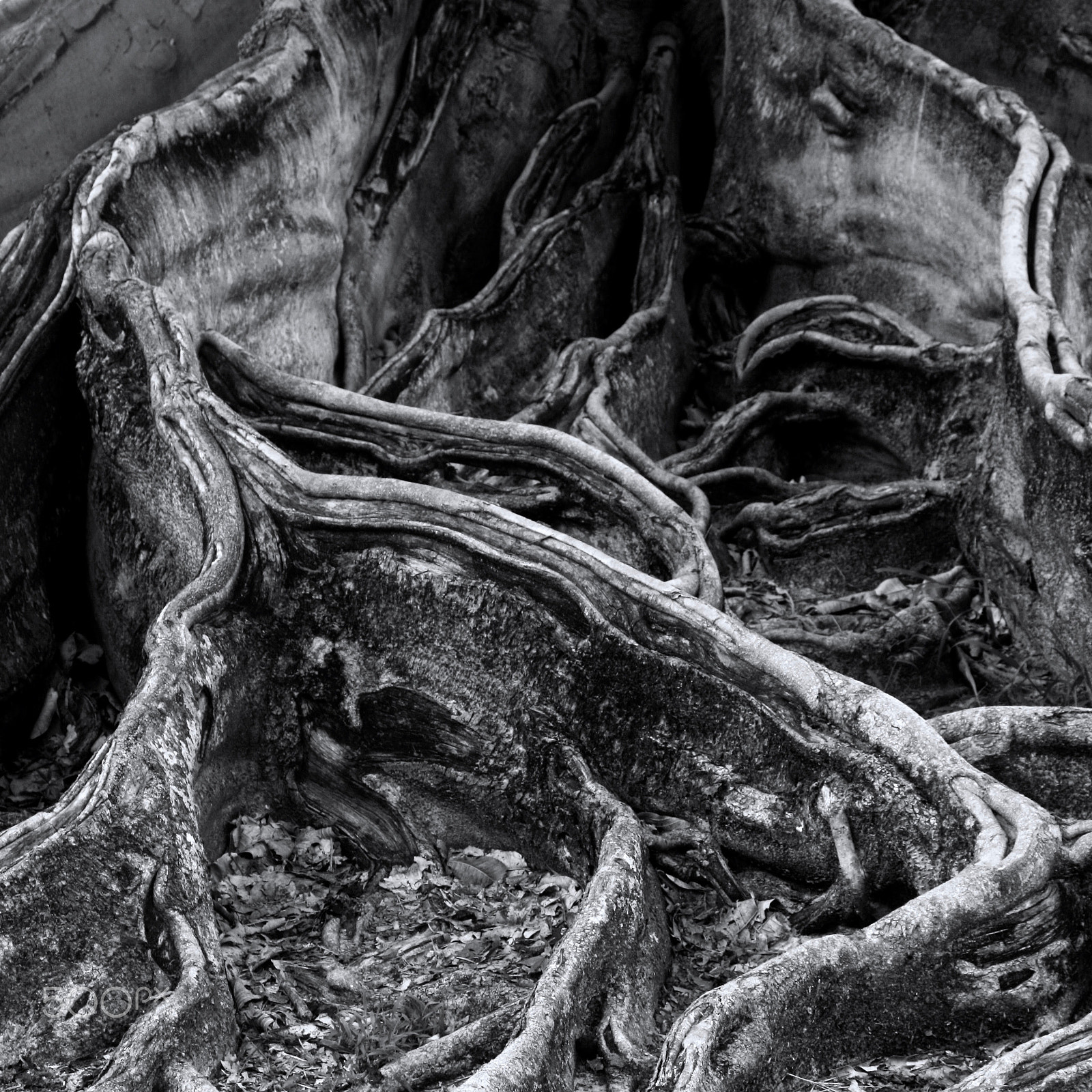 Canon EF 28-70mm f/3.5-4.5 sample photo. The fig tree photography