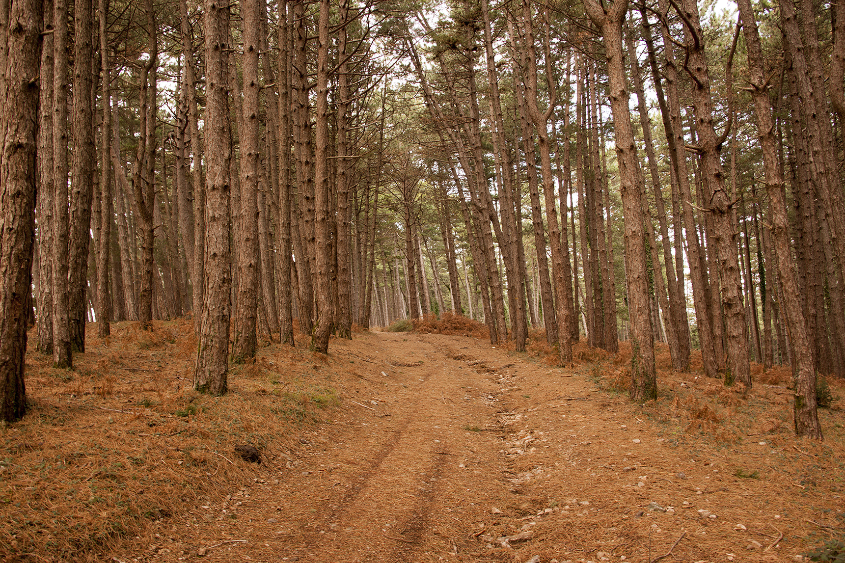 Canon EOS-1Ds Mark III sample photo. Forest photography