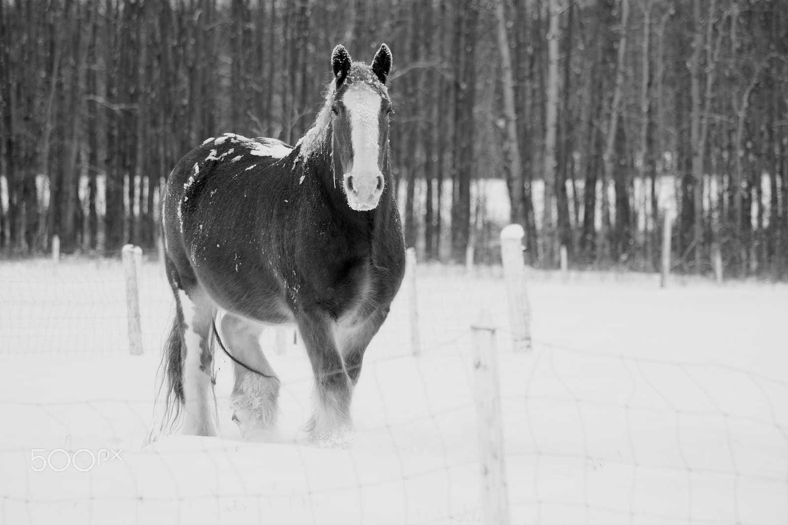 Sony ILCA-77M2 sample photo. A snowy walk photography