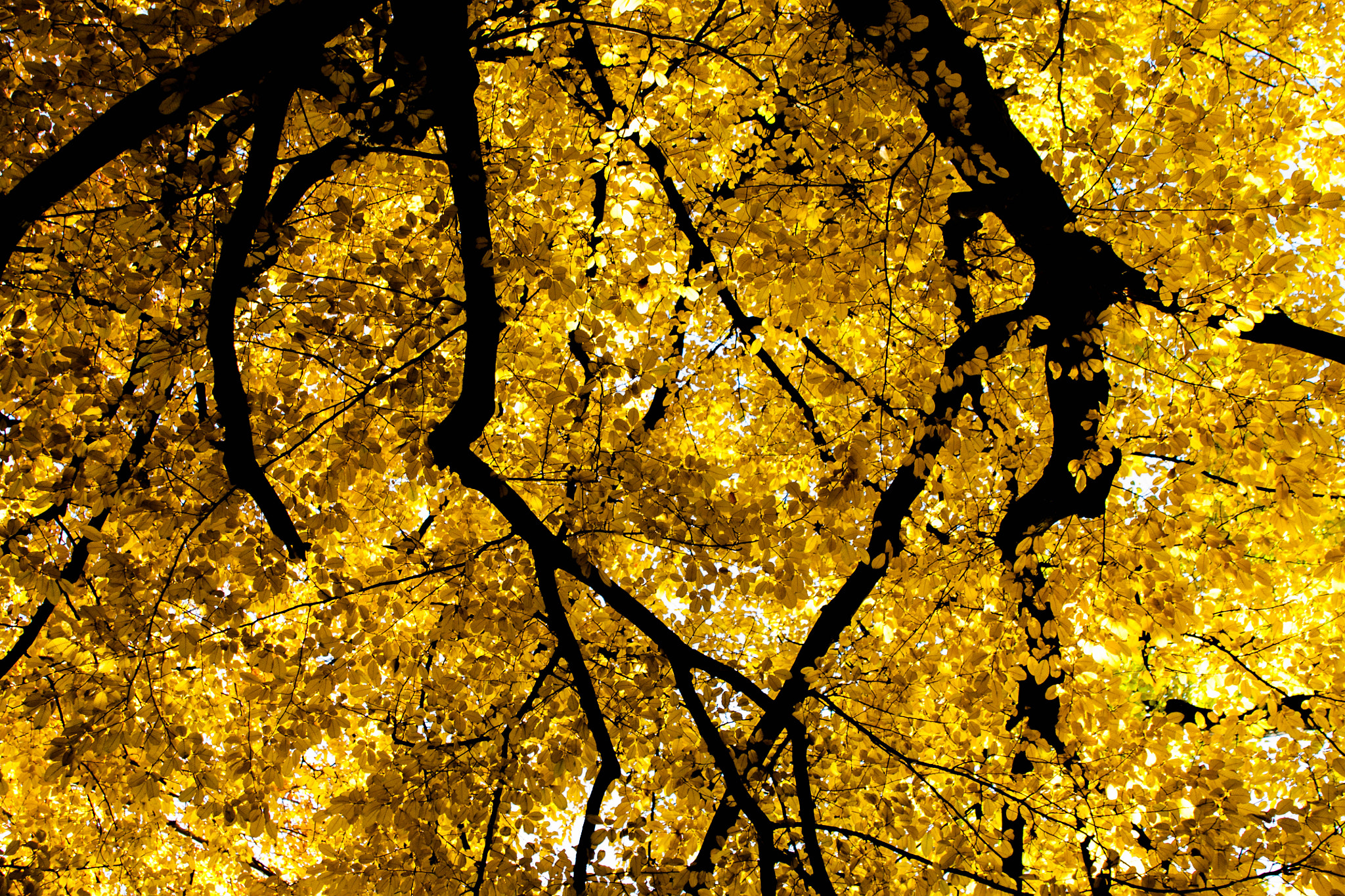Canon EF 28-105mm f/3.5-4.5 USM sample photo. Tree photography