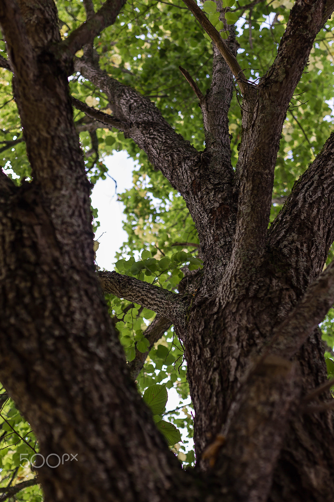 Canon EOS-1D Mark IV sample photo. Lime tree photography