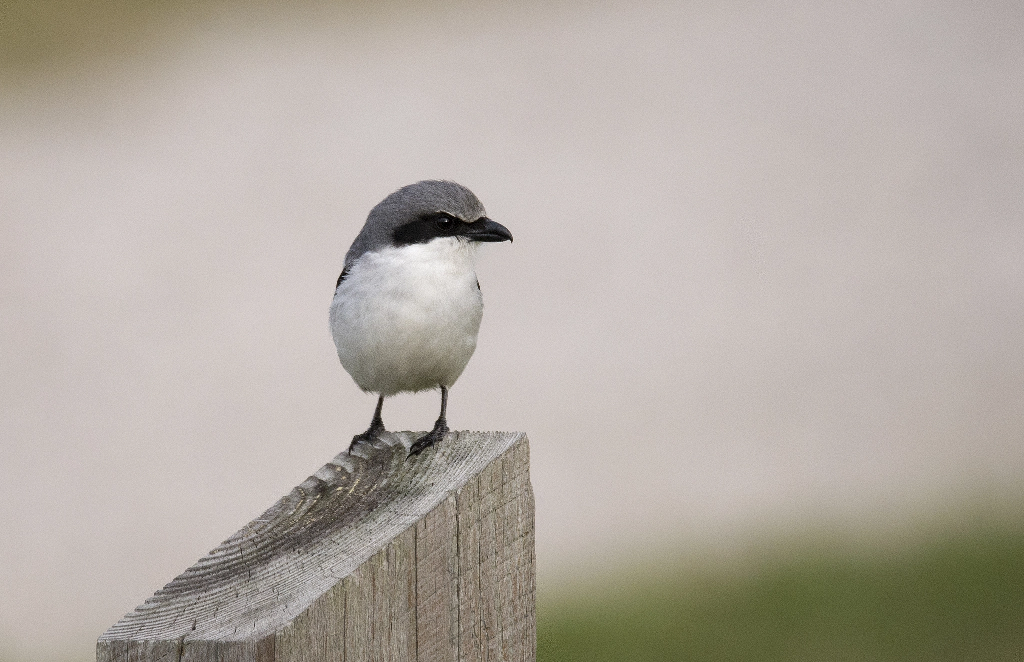 Sigma 150-600mm F5-6.3 DG OS HSM | S sample photo. Tiny sentinel photography