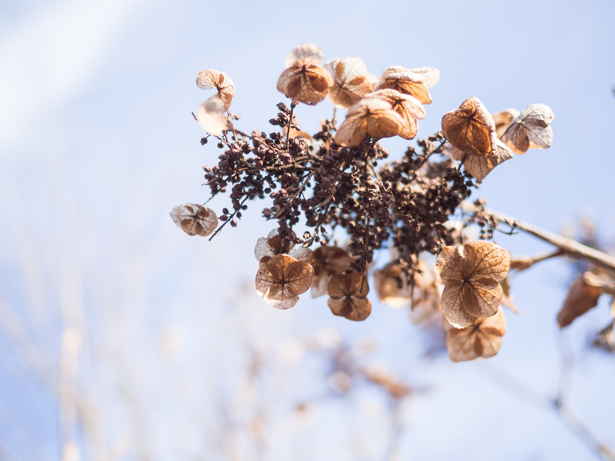 Olympus OM-D E-M10 II + Panasonic Lumix G 20mm F1.7 ASPH sample photo. Dry plants in the sun photography
