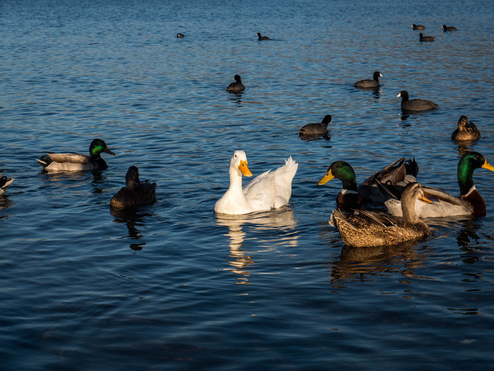 Panasonic Lumix DMC-GH4 sample photo. San diego otay lakes photography