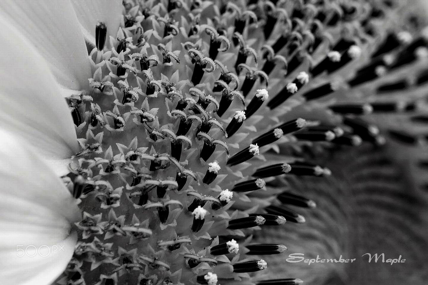 Sony NEX-5C sample photo. 羞涩的向日葵 photography
