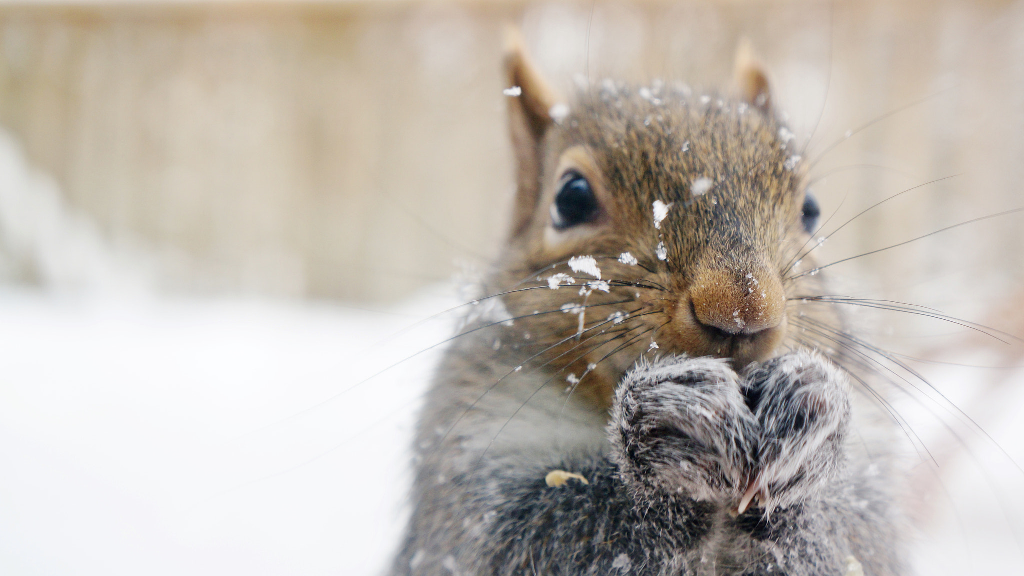 Sony E 18-55mm F3.5-5.6 OSS sample photo. Squirrel nibbling in the snowy winter photography