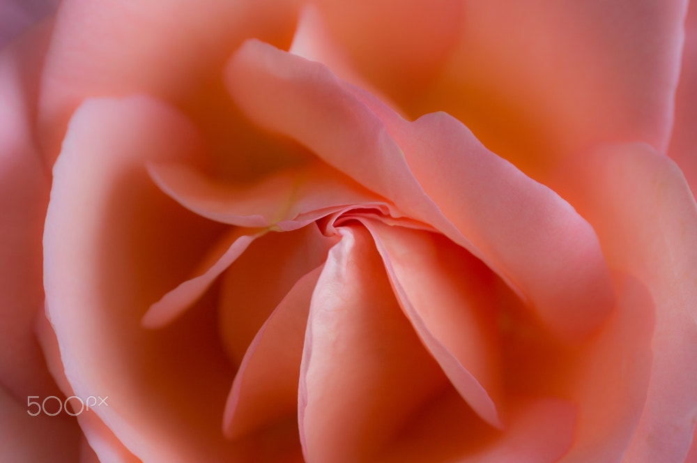 Sigma 30mm F1.4 EX DC HSM sample photo. Rose photography