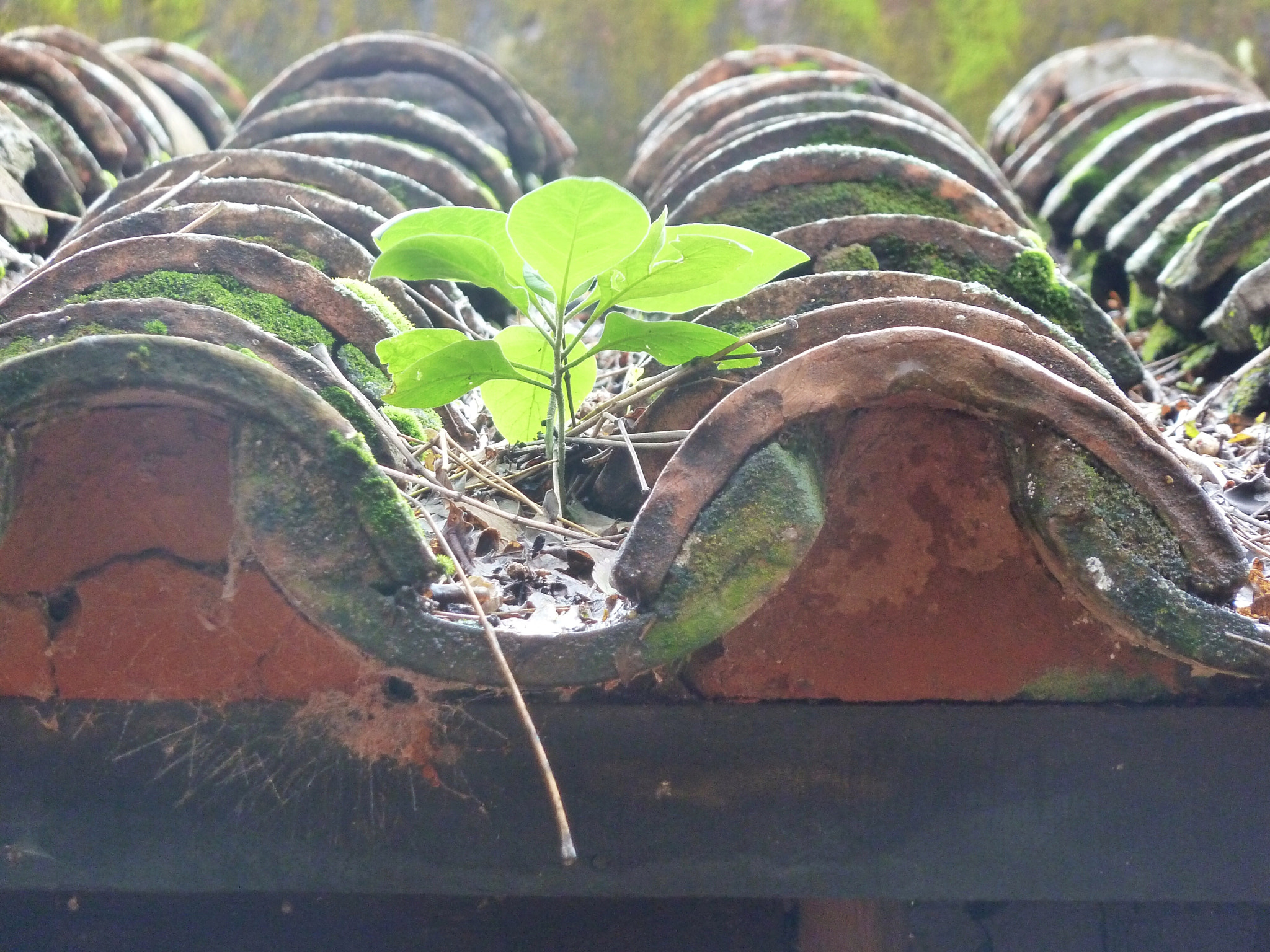Leica V-Lux 20 sample photo. Paraguay roof photography