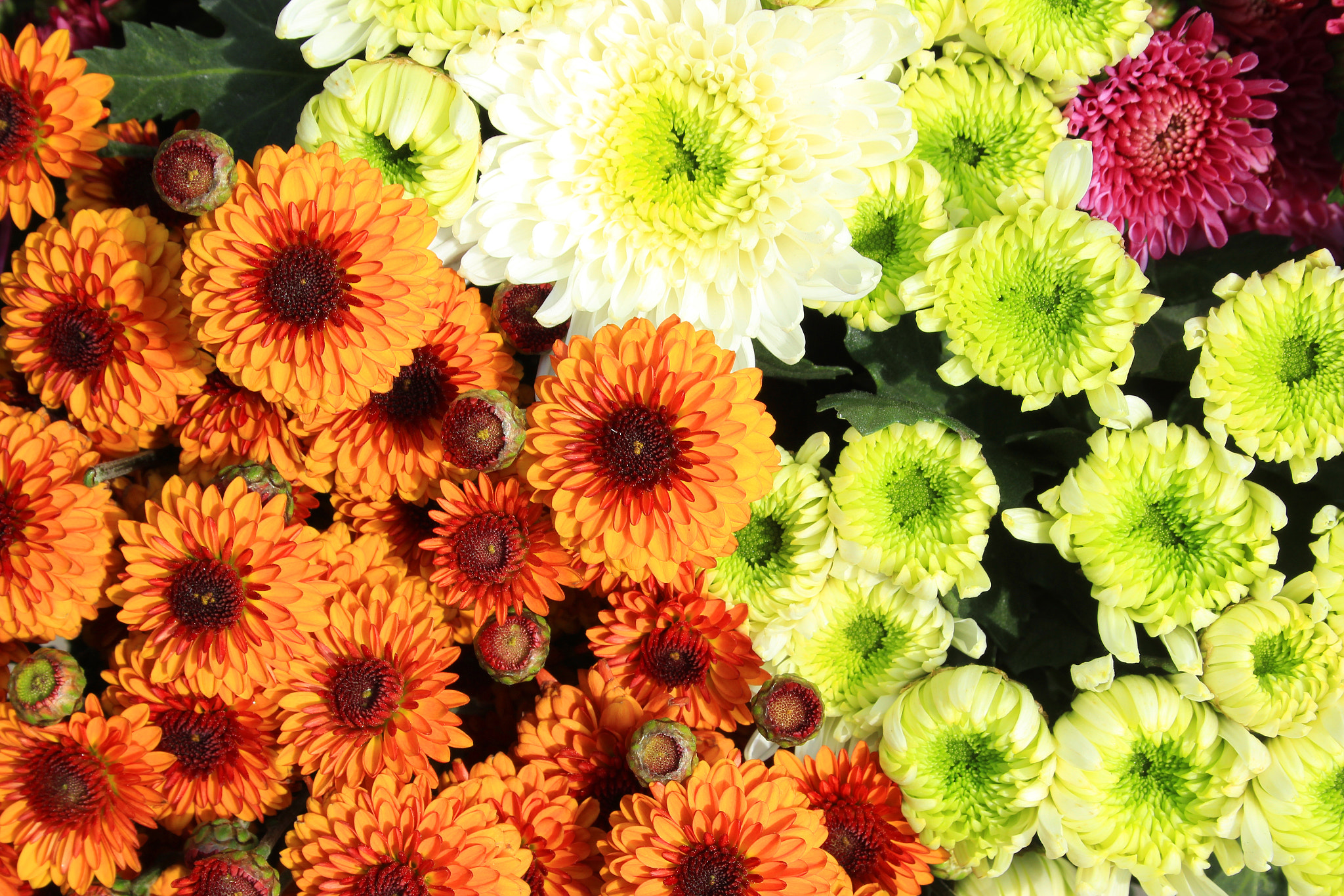 Canon EF-S 18-55mm F3.5-5.6 sample photo. Assorted flowers in a bouquet photography
