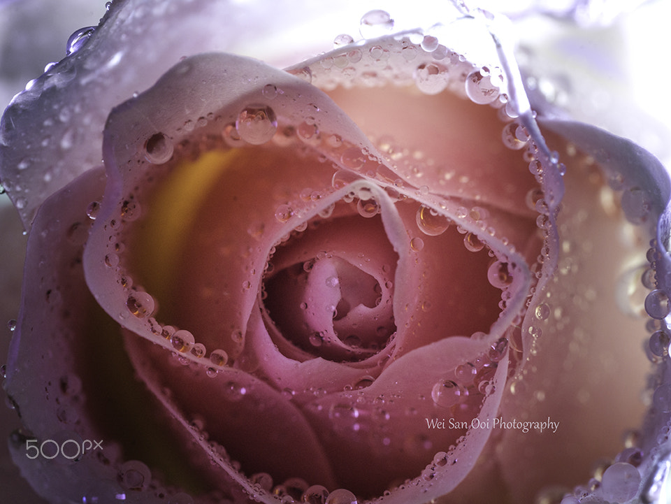 Panasonic Leica DG Macro-Elmarit 45mm F2.8 ASPH OIS sample photo. Rose 36 photography