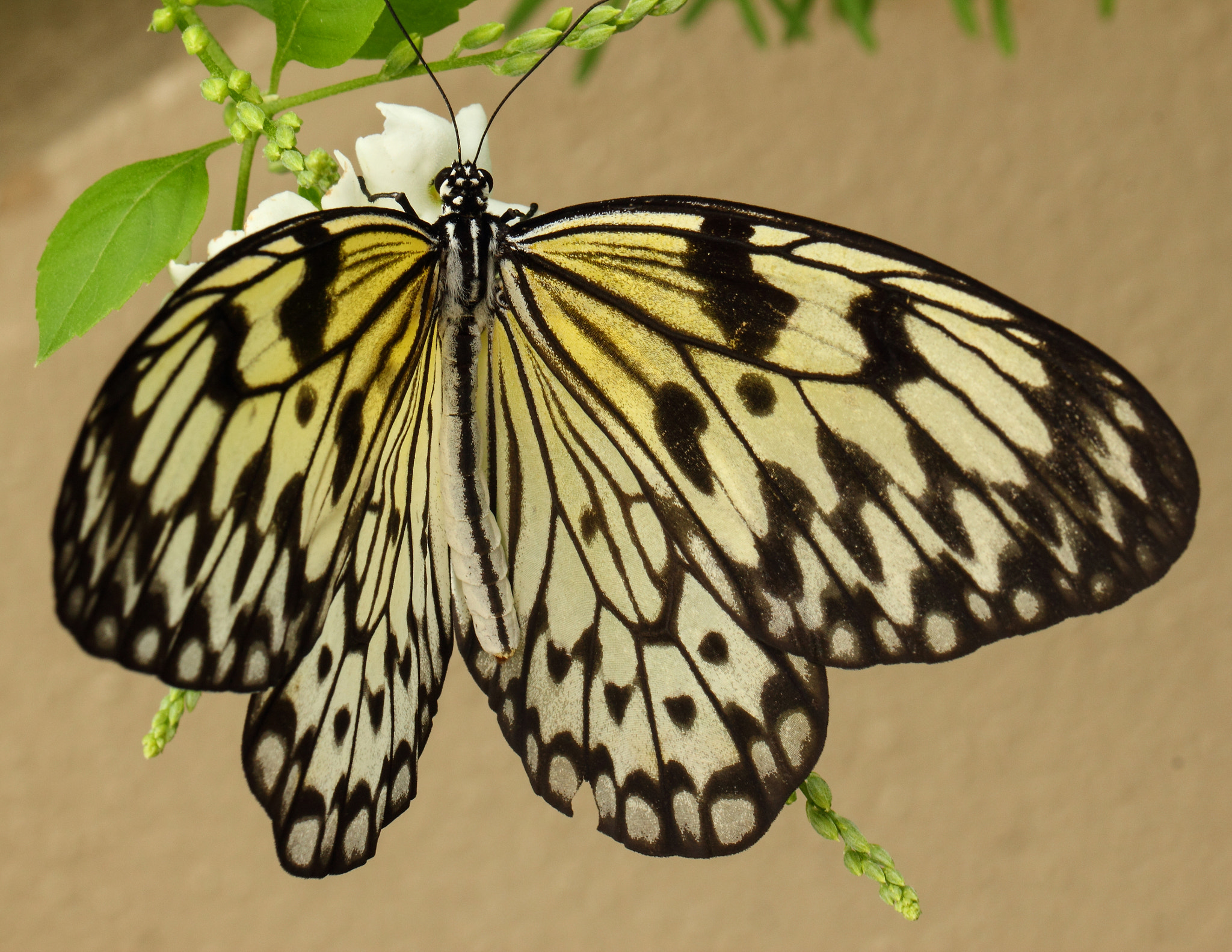 Canon EF 100mm F2.8L Macro IS USM sample photo. Butterfly photography