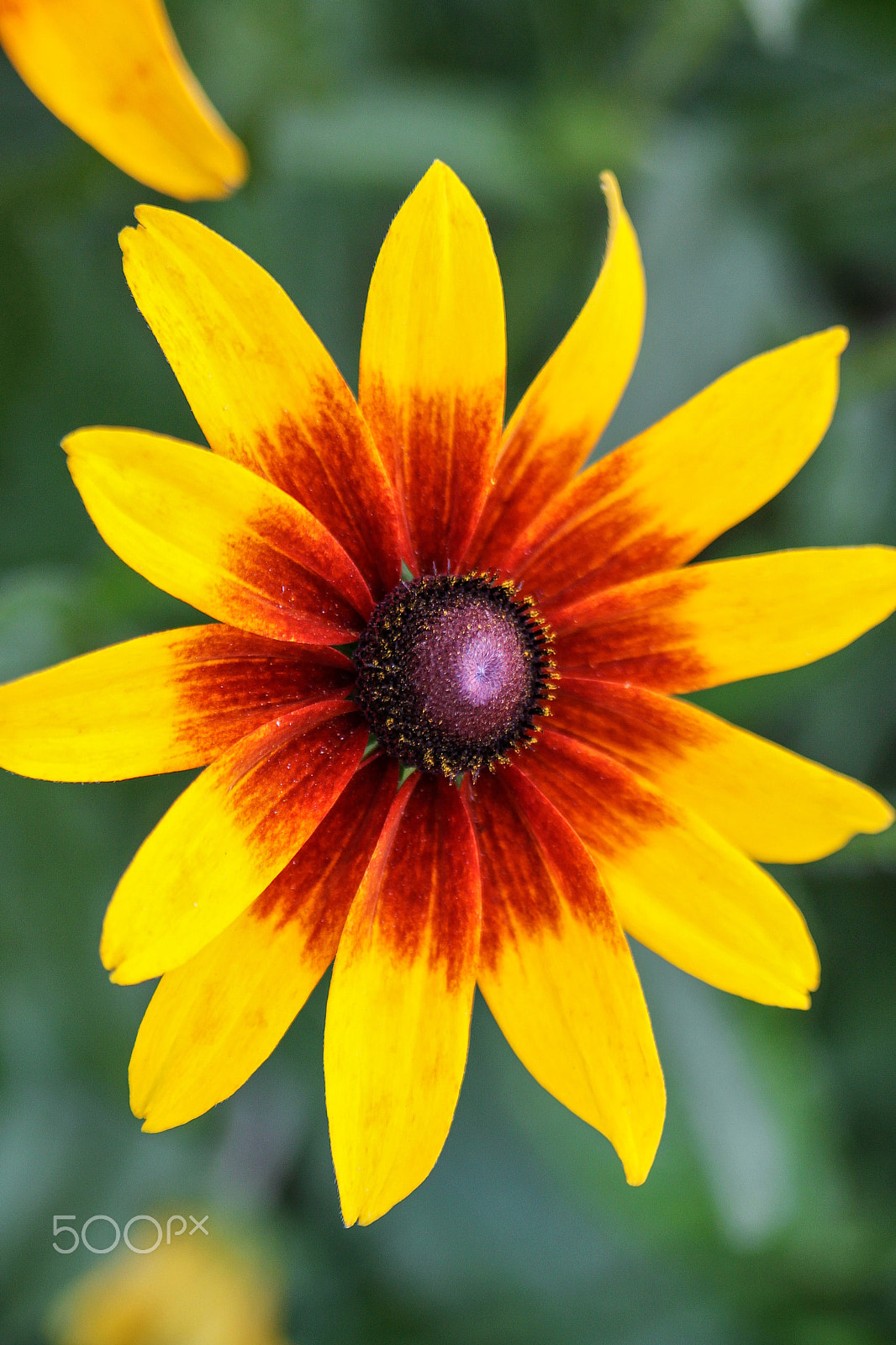 Canon EOS 500D (EOS Rebel T1i / EOS Kiss X3) sample photo. Sunflower star photography