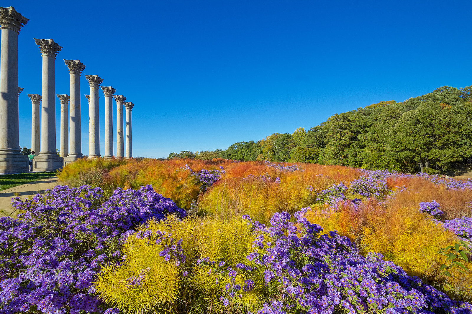 Sigma 10-20mm F3.5 EX DC HSM sample photo. Us national arboretum photography