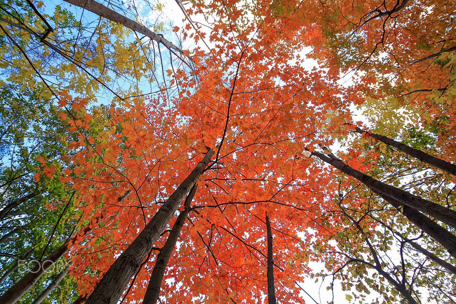 Sigma 10-20mm F3.5 EX DC HSM sample photo. Fall trees photography