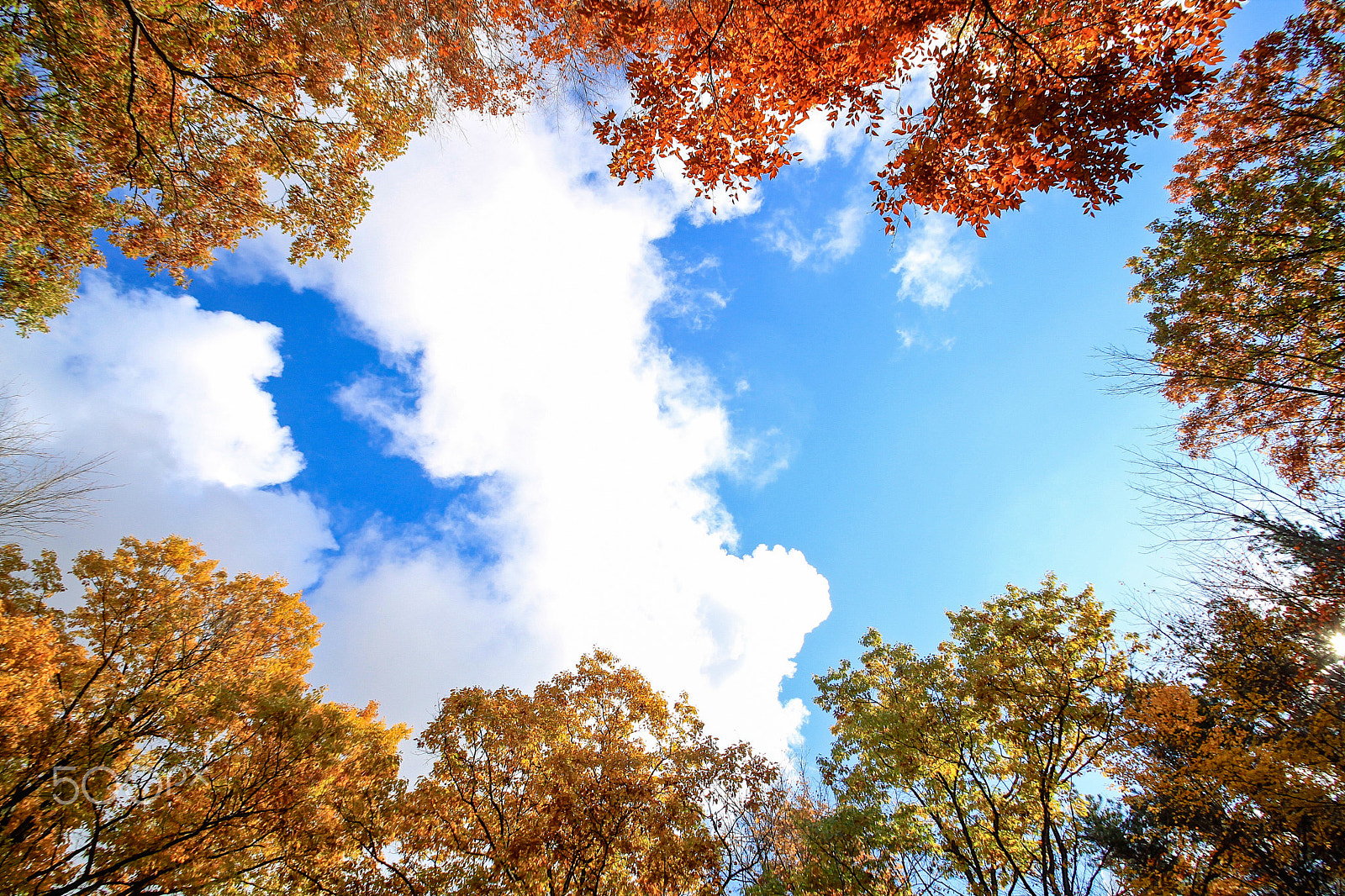 Sigma 10-20mm F3.5 EX DC HSM sample photo. Fall sky photography