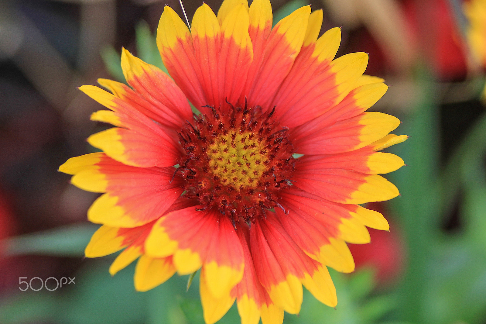 Canon EOS 500D (EOS Rebel T1i / EOS Kiss X3) sample photo. Sunflower fire photography