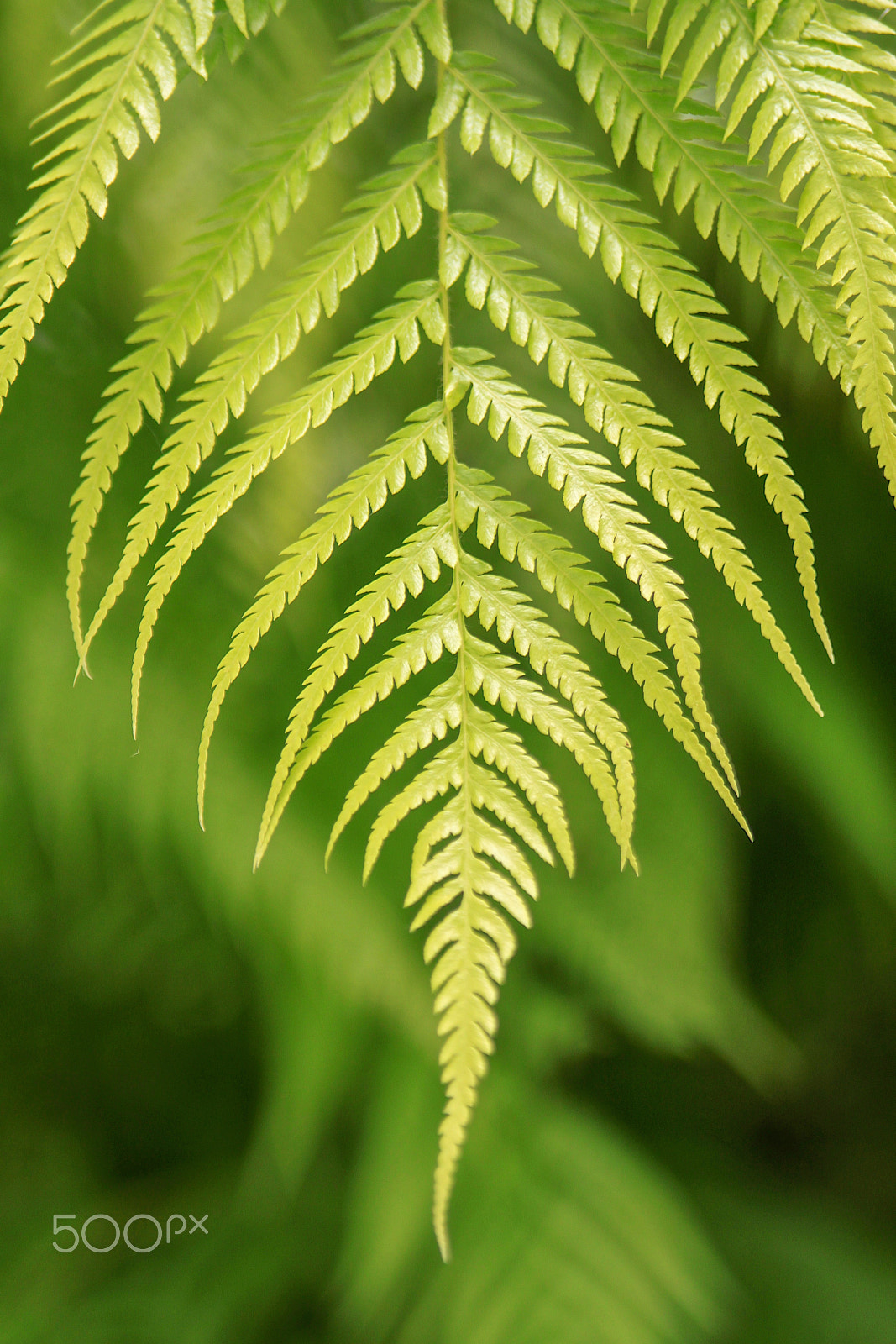 Canon EOS 500D (EOS Rebel T1i / EOS Kiss X3) sample photo. Fern photography