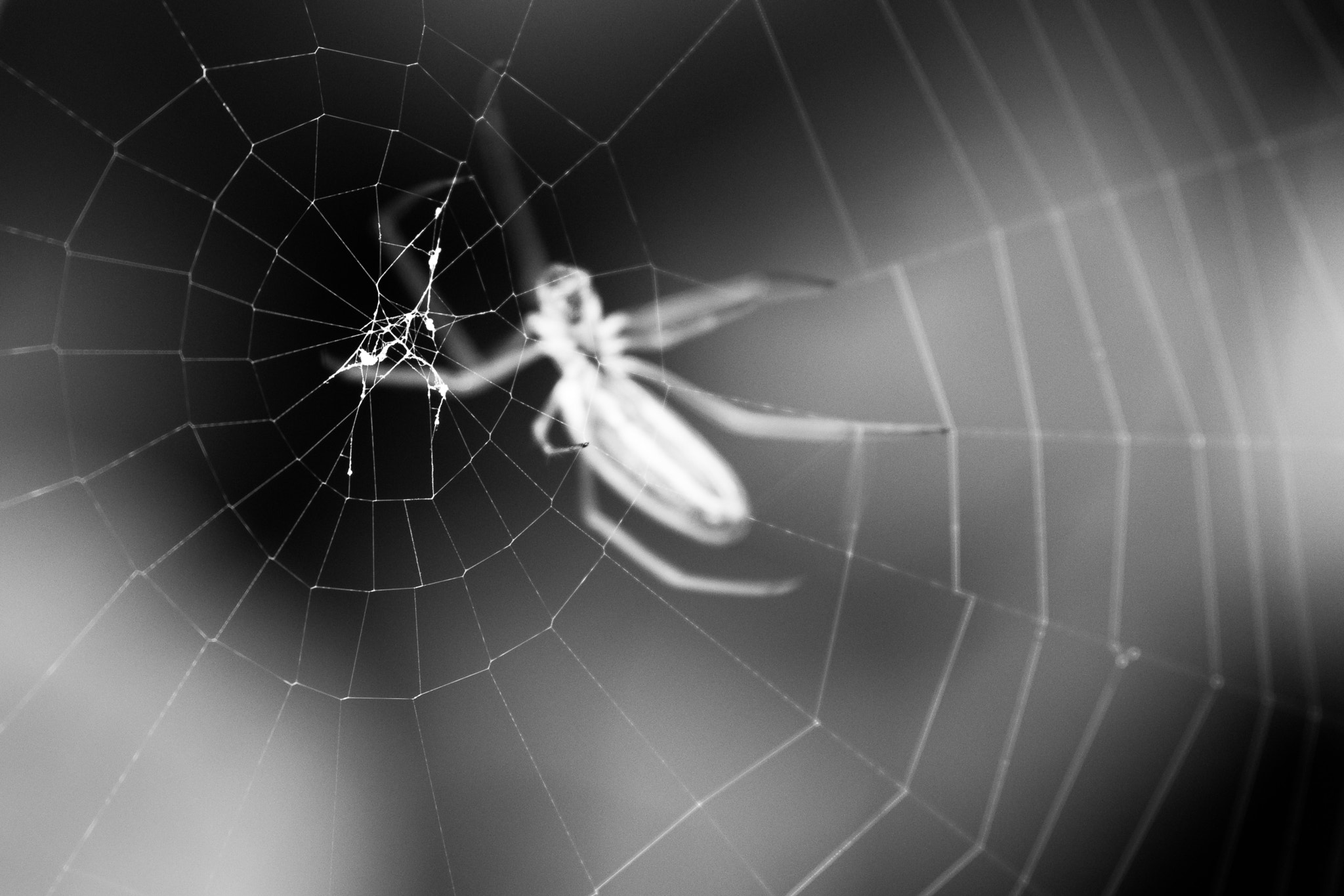 Sony Alpha DSLR-A700 + Sigma AF 105mm F2.8 EX [DG] Macro sample photo. Spider web photography