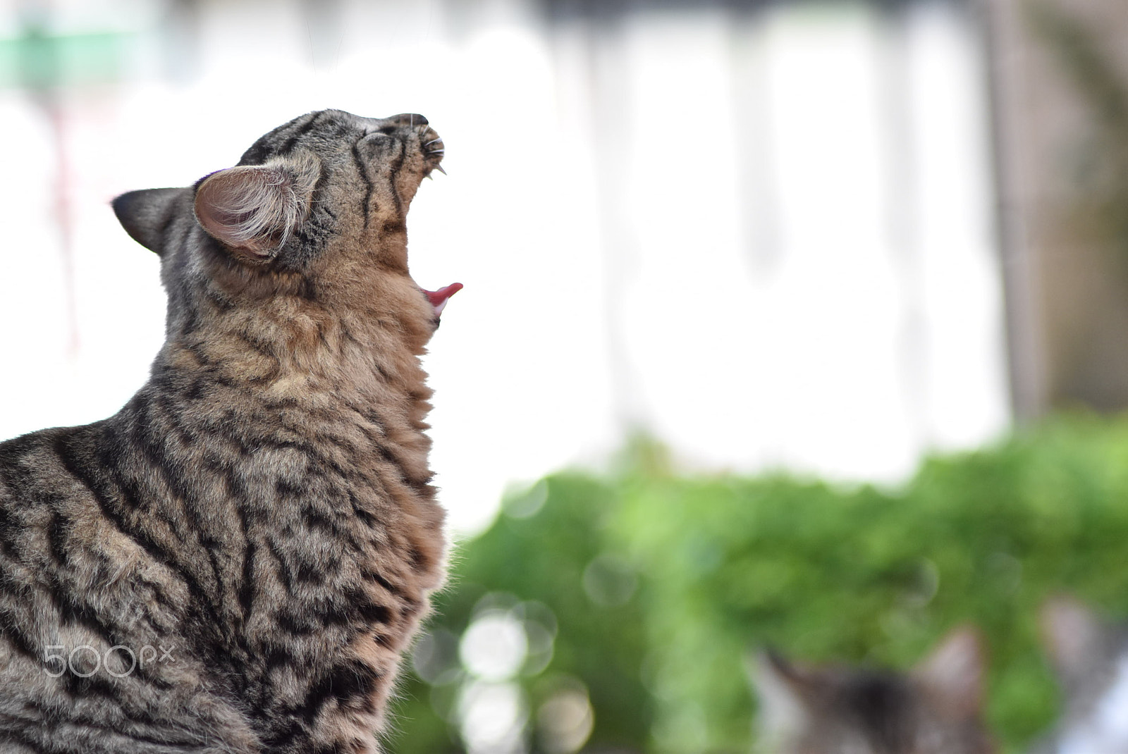 Nikon AF Nikkor 70-300mm F4-5.6G sample photo. Patitas photography