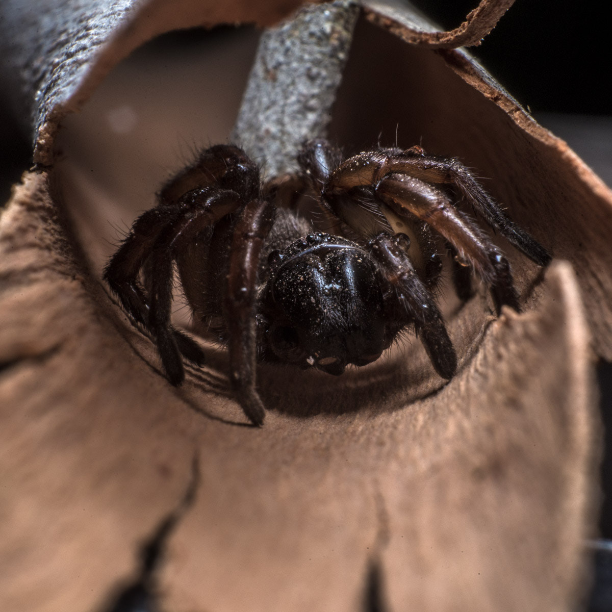 Canon EOS 6D + Canon EF-S 18-55mm F3.5-5.6 IS sample photo. Death from below - funnel web photography